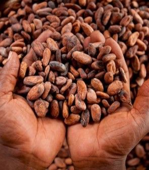High Grade Sun Dried Cocoa Beans