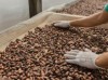 Fine cocoa beans