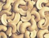 Top Grade Dried Cashew Nut SW 320