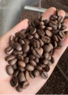 Robusta Roasted Coffee Bean
